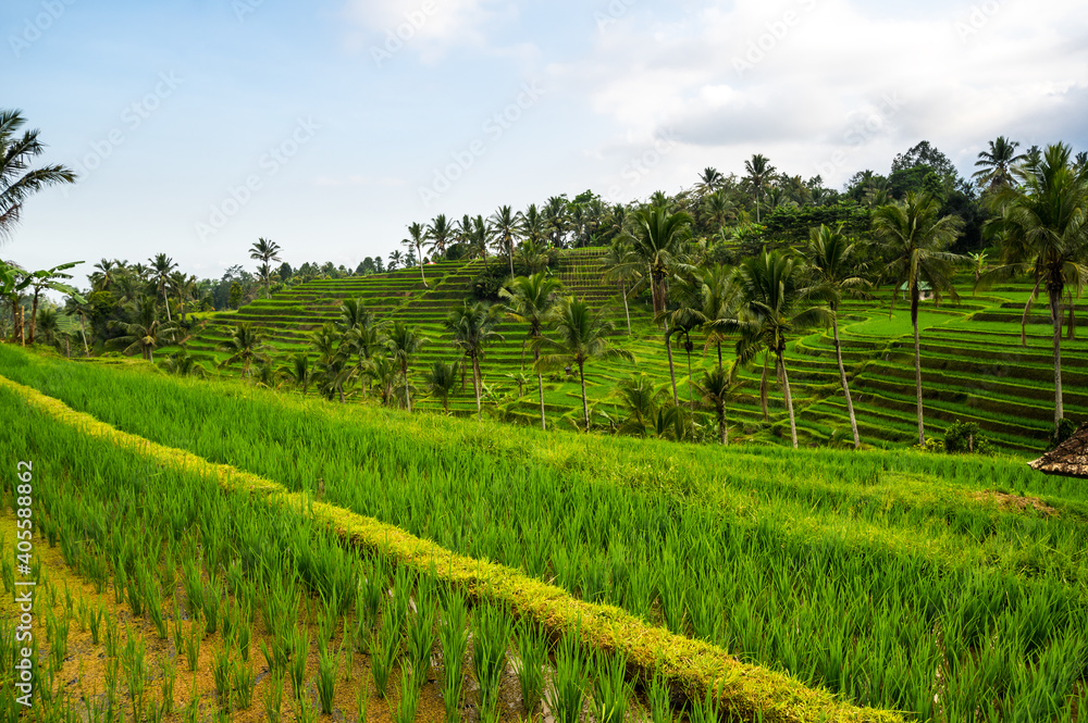 Jatiluwih rice terraces on Bali Jatiluwih rice terraces on Bali