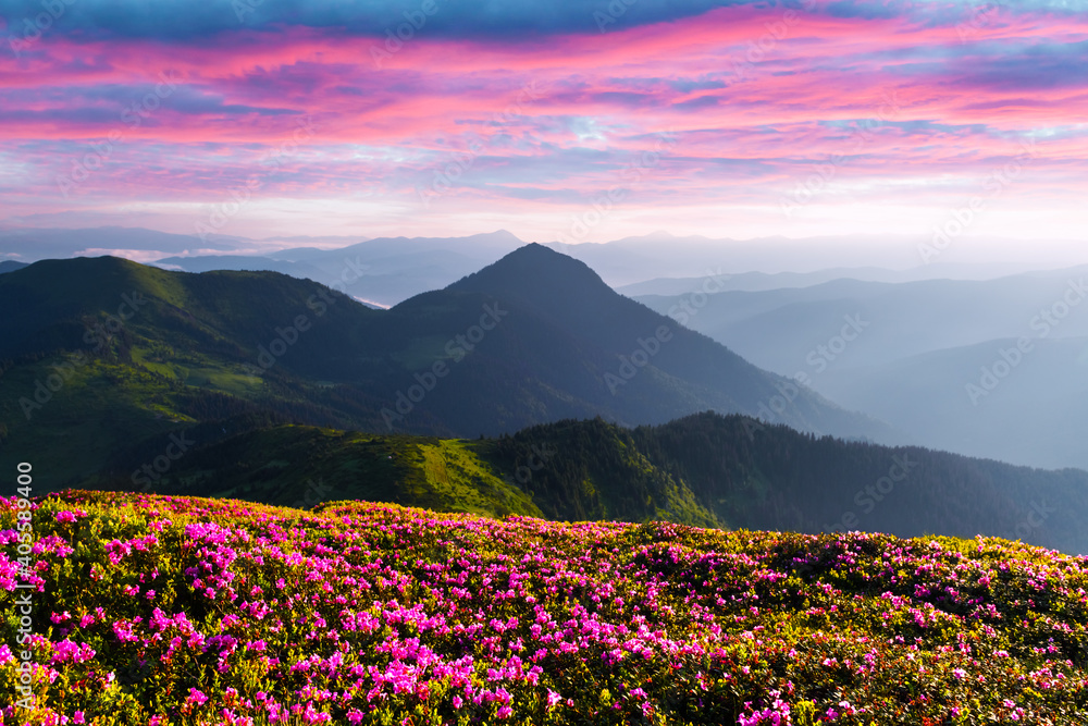 Rhododendron flowers covered mountains meadow in summer time. Purple sunrise light glowing on a foreground. Landscape photography