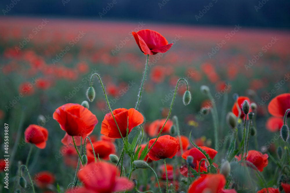 Fototapeta premium Poppy flower. A field of poppy flowers