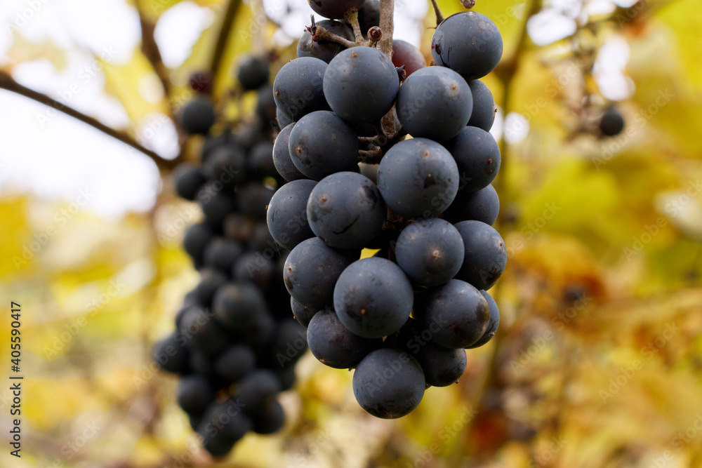 Vineyard and ripe grapes in autumn. Beautiful bunches of ripening grapes close-up.