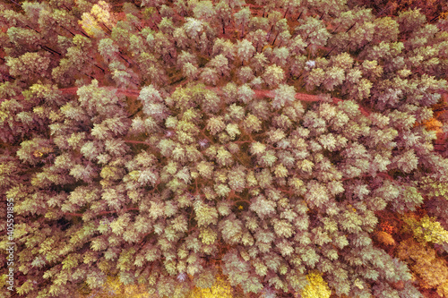 Bright autumn forest top ae...