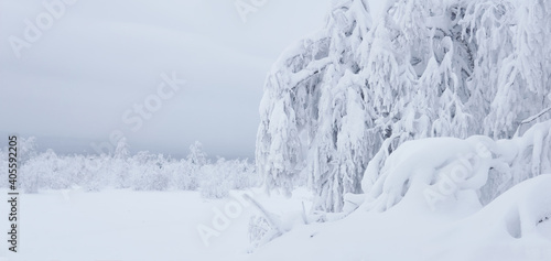 trees in a wild winter landscape covered with snow and frost after a snowfall