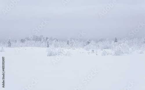 northern landscape - frozen forest tundra under deep snow in a frosty haze © Evgeny