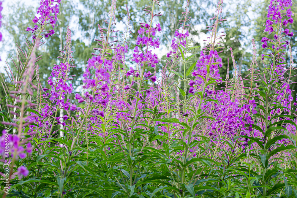Obraz premium Field of blooming sally flowers or Ivan Tea, wild medicinal herbal tea of willow plant or Epilobium