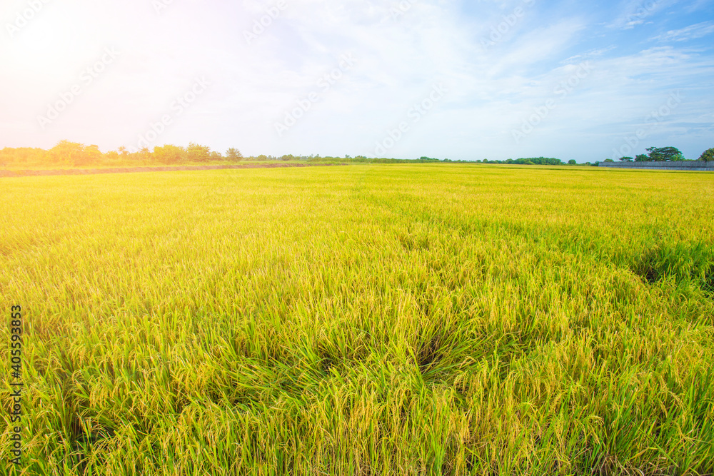 Beautiful grassland background