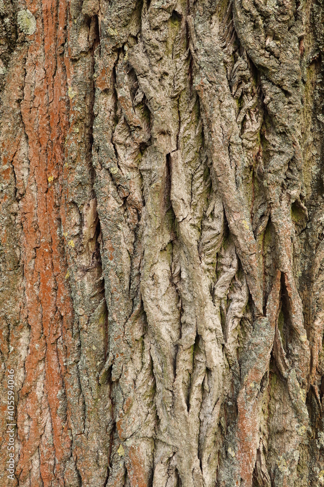 Oak Tree Bark Texture Oak Tree Bark Texture