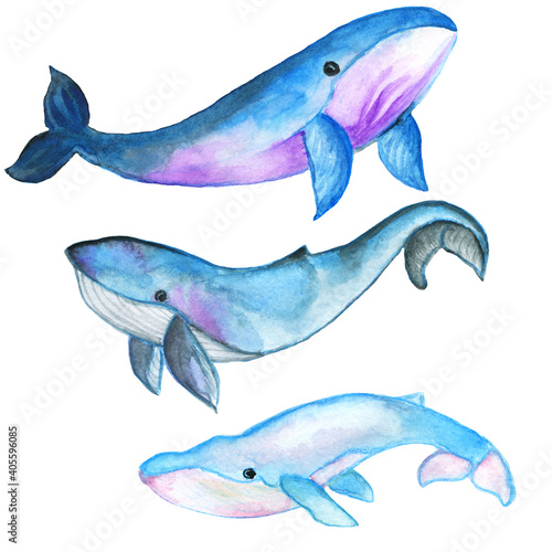 Ocean animals .watercolor animals . Northern Fish.Arctic animals clipart. Cute winter animals.