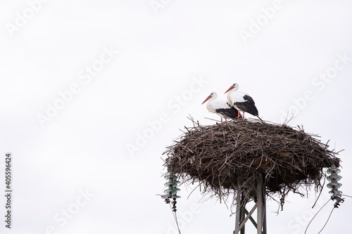 Stork nest on a lamp post, with two animals