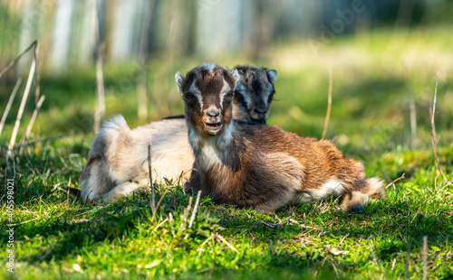 Little goats kid ruminates, goats lying in lawn and eating grass