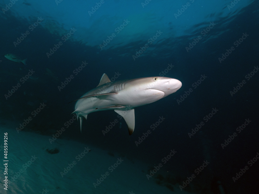 Fototapeta premium Hai