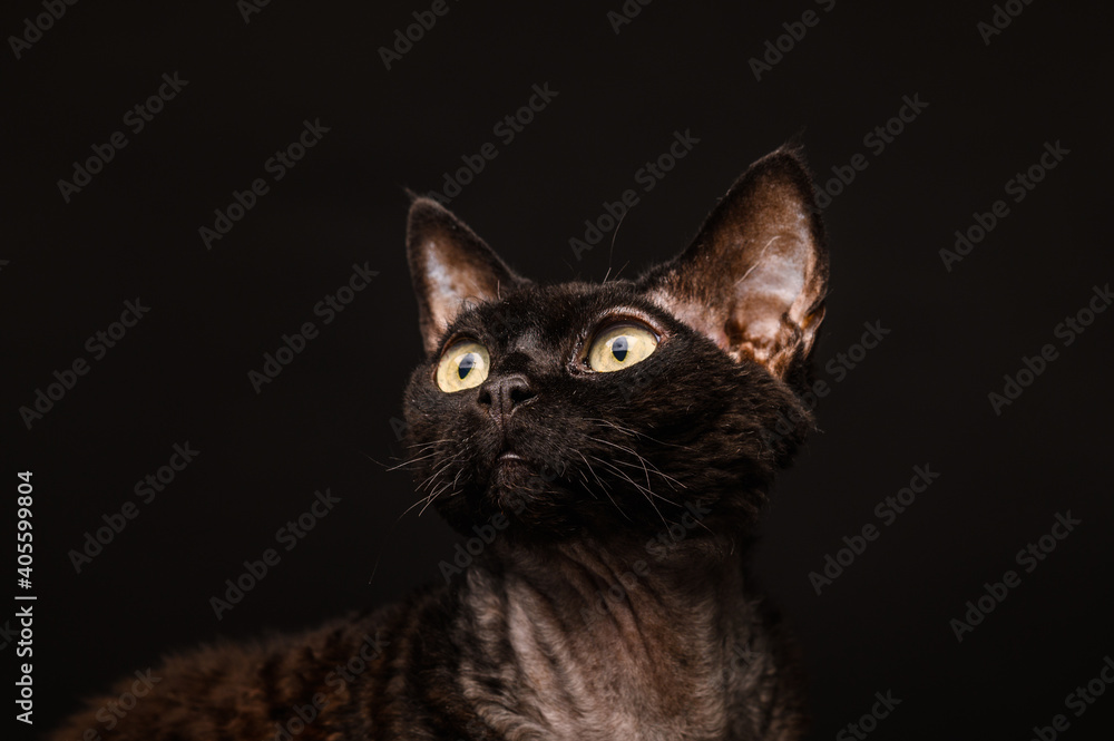 black cat devon rex on a black background