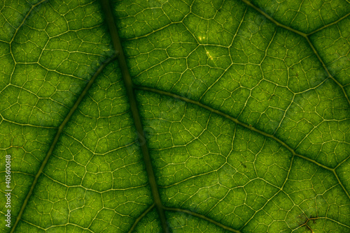 una texture creata dalla foglia di un avocado, i percorsi creati dalle venature di una verde foglia di avocado