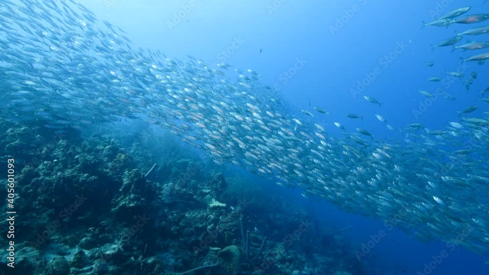 Bait ball, school of fish in turquoise water of coral reef in Caribbean Sea, Curacao with coral and sponge Bait ball, school of fish in turquoise water of coral reef in Caribbean Sea, Curacao with coral and sponge