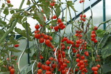 red tomatoes in the garden