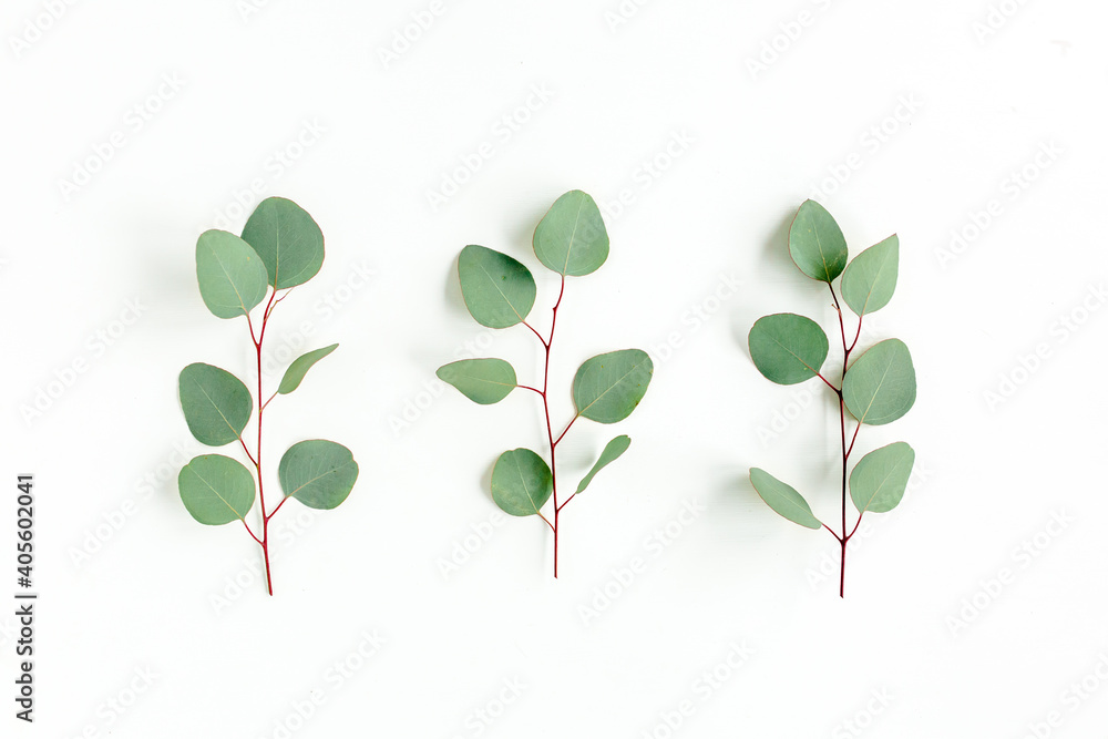Obraz premium Green leaves eucalyptus isolated on white background. Flat lay, top view.