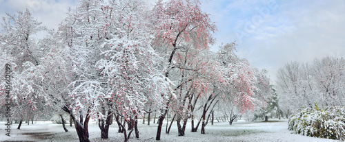 First snowfall in the city park. Fluffy snow covered wild apple trees with red fruits, grass and fall foliage of bushes with white snowy blanket. Amazing cityscape - beauty of winter wonderland