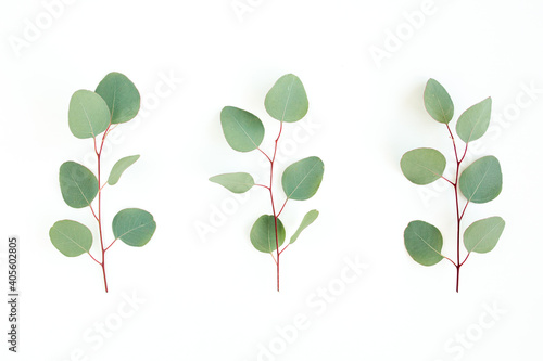 Green leaves eucalyptus isolated on white background. Flat lay, top view. © K.Decor