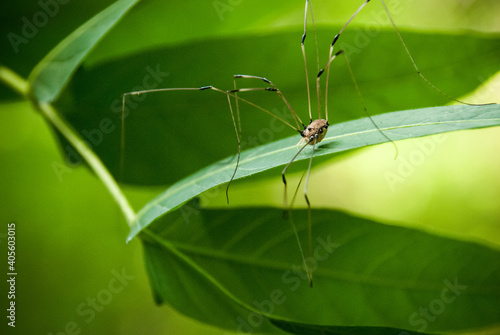 Daddy longlegs common spider crawling on a bright green leaf with legs out