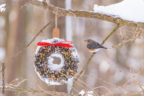 Eastern Bluebird perched on branch near bird seed wreath in forest in winter