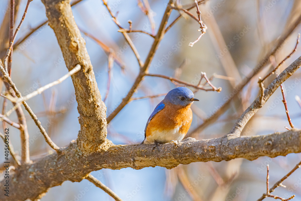 Eastern bluebird perched on bare tree branch on sunny winter day