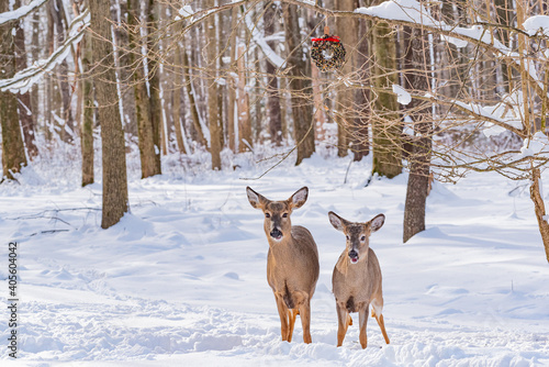 Deer standing in snowy field near forest in winter