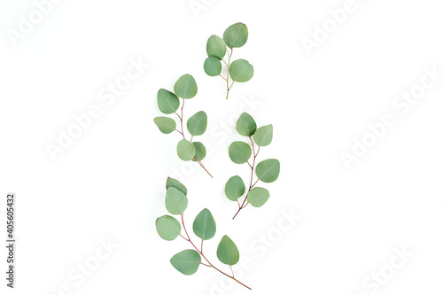 Green leaves eucalyptus isolated on white background. Flat lay, top view.
