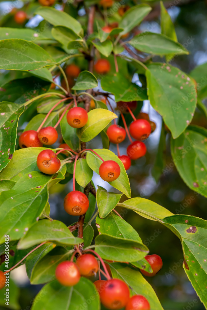 Crabapples on a Tree