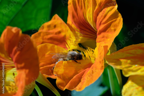 Orange nasturtium flower pollinated by a spring bee, close-up, against a background of green foliage. photo