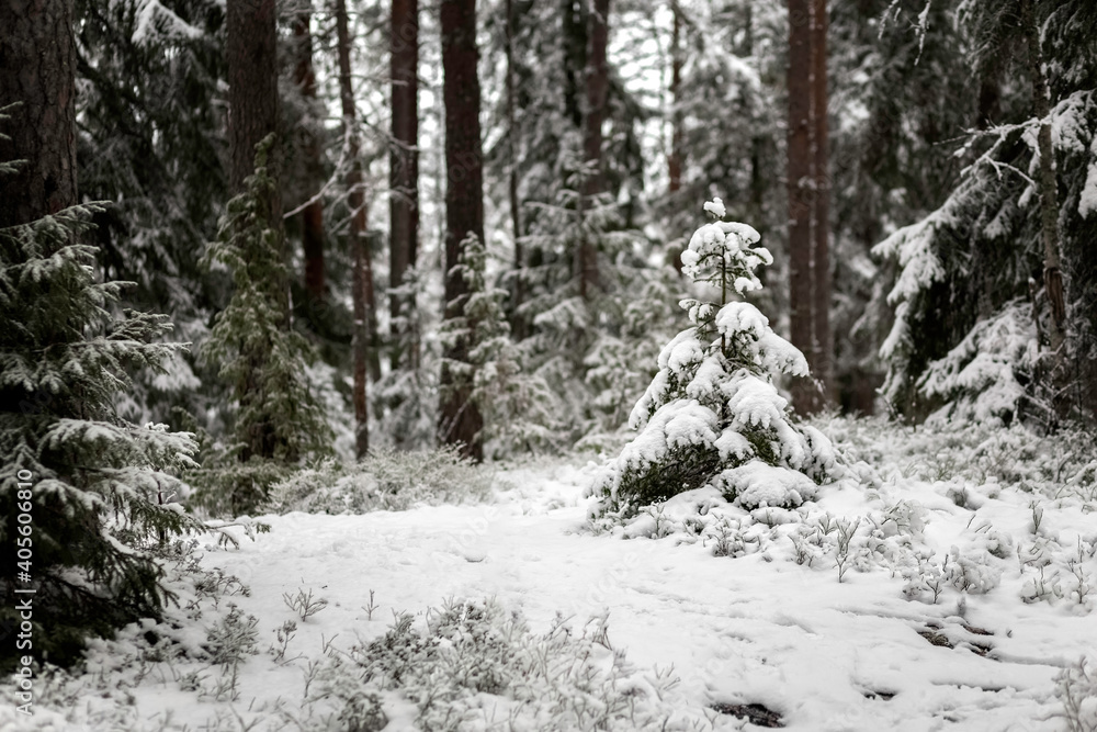 Spruce grows in the forest. Forest in winter. Forest in the snow. Snowy winter. World Wildlife Day. Spruce grows in the forest. Forest in winter. Forest in the snow. Snowy winter. World Wildlife Day.