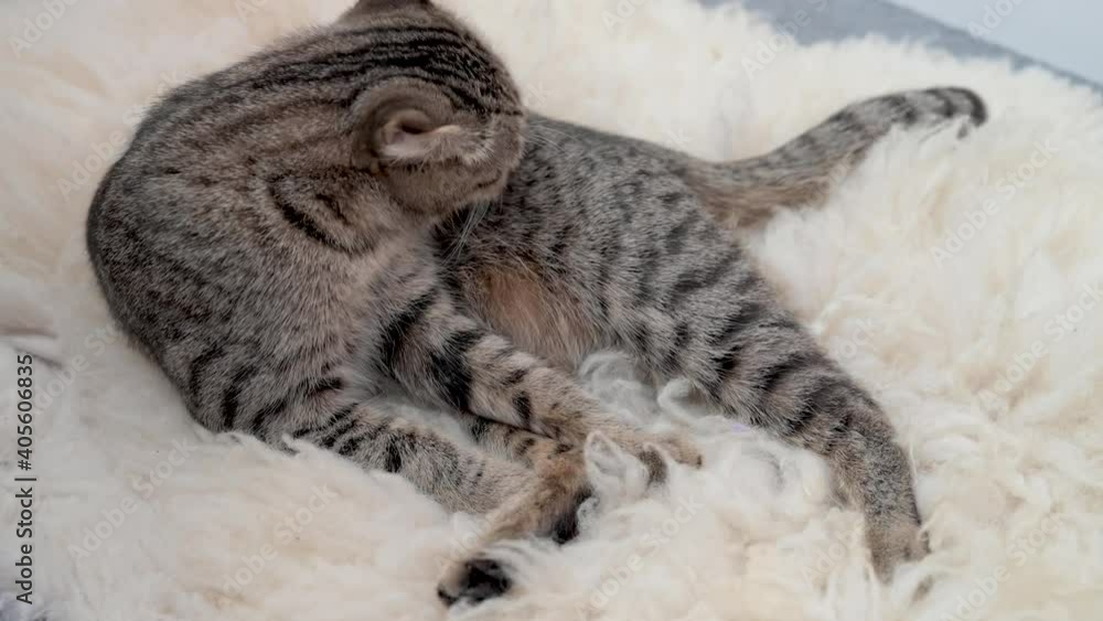 Scottish Fold cat licks its fur on sheep's clothing Scottish Fold cat licks its fur on sheep's clothing