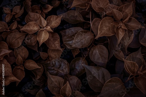 brown leaves in the garden. Light and shadow of leaves in dark tones.