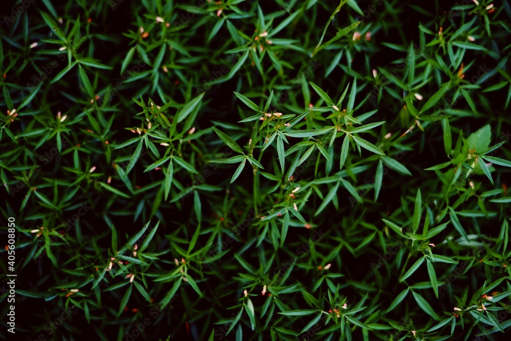 Small leaves in dark green tones. Sharp leaves for nature background image. Small leaves in dark green tones. Sharp leaves for nature background image.