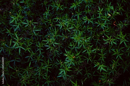 Small leaves in dark green tones. Sharp leaves  for nature background image.