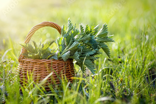 Fresh nettles. Basket with freshly harvested nettle plant. Urtica dioica, often called common nettle, stinging nettle, or nettle leaf. first spring vitamins. Ingredient of vitamin salad. photo