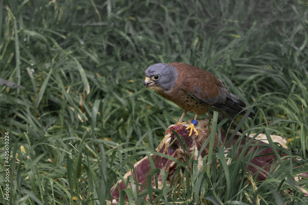 Common kestrel standing on its prey in the large grass and looking ahead. (Falco tinnunculus) Common kestrel standing on its prey in the large grass and looking ahead. (Falco tinnunculus)