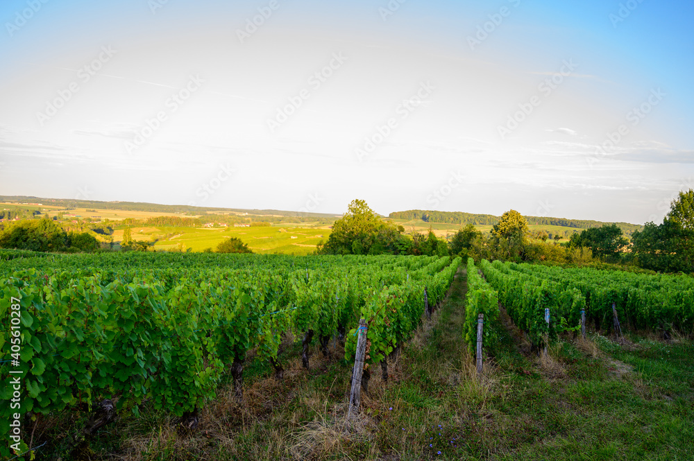 Naklejka premium Green vineyards located on hills of Jura French region ready to harvest and making red, white and special jaune wine, France