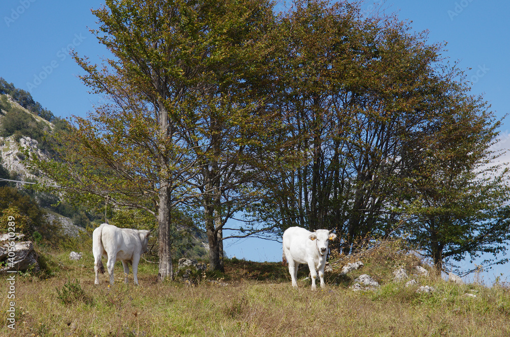 Cows in a summer pasture Cows in a summer pasture