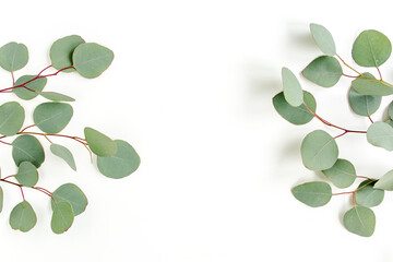 Frame, border made of green leaves eucalyptus isolated on white background. flat lay, top view