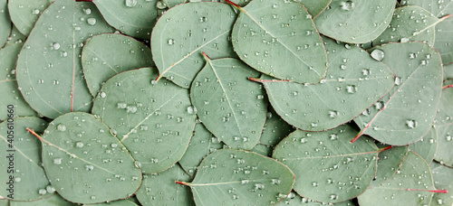 Photo Background, Texture made of green eucalyptus leaves with raindrop, dew