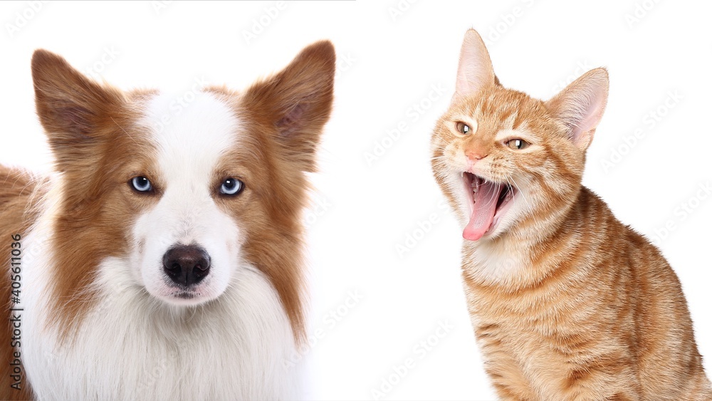 Beautiful cat and dog in front of a white background