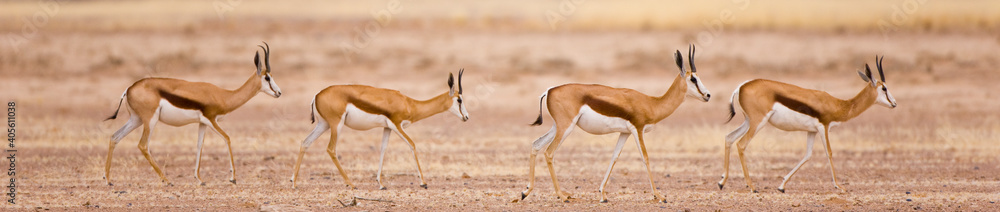 Springbuck o Gacela saltarina, Sossus Vlei, Sesriem, Parque Nacional Namib Naukluft, Desierto del Namib, Namibia, Afirca Springbuck o Gacela saltarina, Sossus Vlei, Sesriem, Parque Nacional Namib Naukluft, Desierto del Namib, Namibia, Afirca