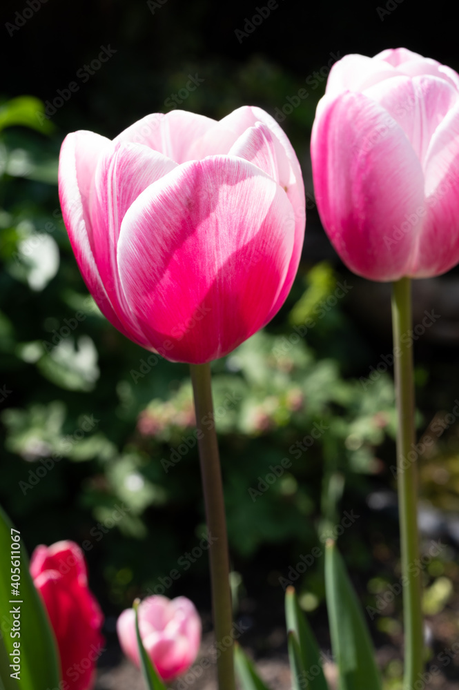 Big pink tulips flowers growing in sunny garden Big pink tulips flowers growing in sunny garden