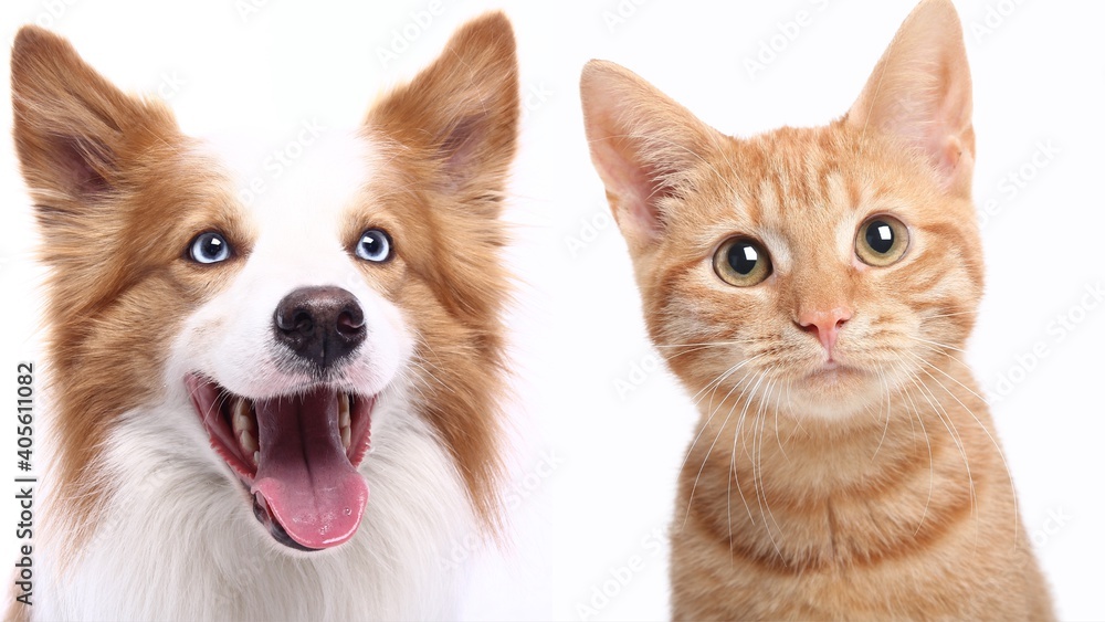 Beautiful cat and dog in front of a white background