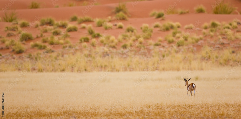 Springbuck o Gacela saltarina, Sossus Vlei, Sesriem, Parque Nacional Namib Naukluft, Desierto del Namib, Namibia, Afirca Springbuck o Gacela saltarina, Sossus Vlei, Sesriem, Parque Nacional Namib Naukluft, Desierto del Namib, Namibia, Afirca