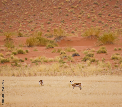 Springbuck o Gacela saltarina, Sossus Vlei, Sesriem, Parque Nacional Namib Naukluft, Desierto del Namib, Namibia, Afirca