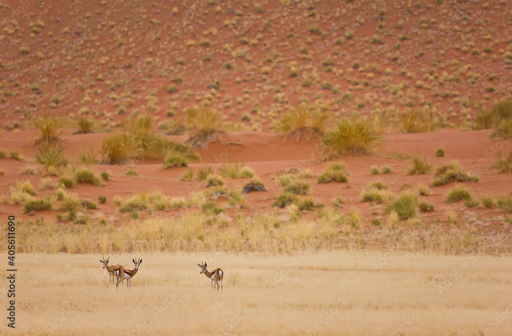 Springbuck o Gacela saltarina, Sossus Vlei, Sesriem, Parque Nacional Namib Naukluft, Desierto del Namib, Namibia, Afirca Springbuck o Gacela saltarina, Sossus Vlei, Sesriem, Parque Nacional Namib Naukluft, Desierto del Namib, Namibia, Afirca