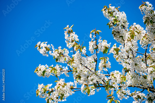 White cherry tree blossom in spring, blue sky background