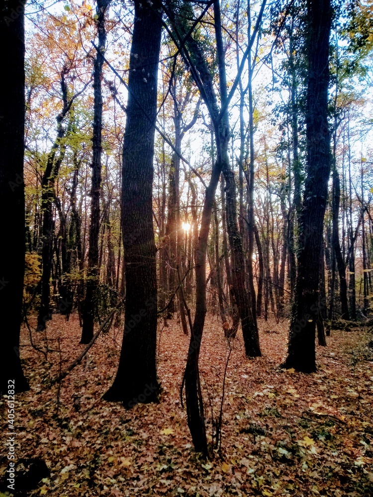 Fototapeta premium autumn in the forest