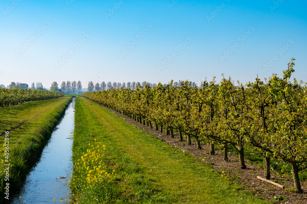 Rows with plum or pear trees with white blossom in springtime in farm orchards, Betuwe, Netherlands