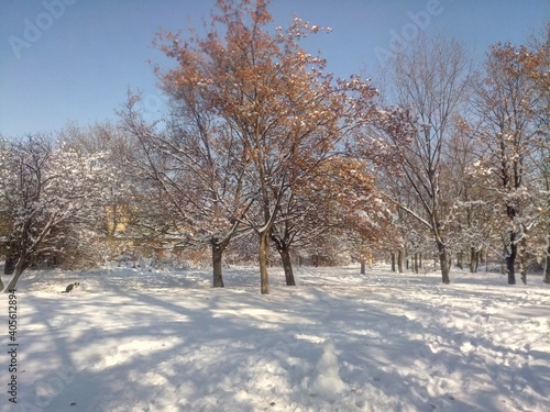 trees in winter © martin
